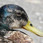 MALLARD (ANAS PLATYRHYNCHOS) By Adam Williams