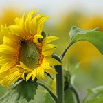 Sunflower by Ignatius Mauceri-