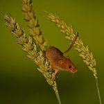 HARVEST MOUSE (Micromys minutus) 6878 by Jim Pocknell (47)