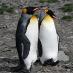 KING PENGUINS, SOUTH GEORGIA by Brigita Amey