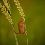 HARVEST MOUSE (Micromys mimutus) 6496 by Jim Pocknell (47)