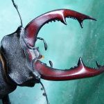 HORNS OF THE STAGBEETLE by Steve Martin