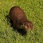 OTTER (Lutra lutra) 2313 by Rosemary Woolmer