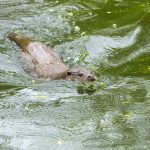 OTTER SWIMMING by John Amey CPAGB
