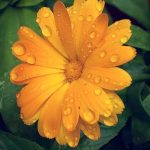 RAINDROPS ON FLOWER by Janice Anderson