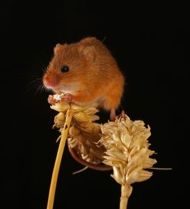 harvest-mouse-micromys-minutus-3888-by-jim-pocknell-47