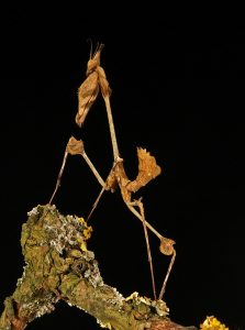 violin-preying-mantis-gongylus-gongylodes-6625-by-rosemary-woolmer