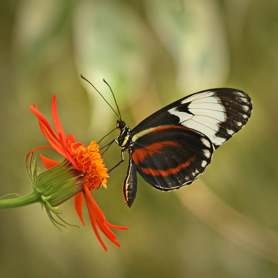 butterfly getting some nectar from flower