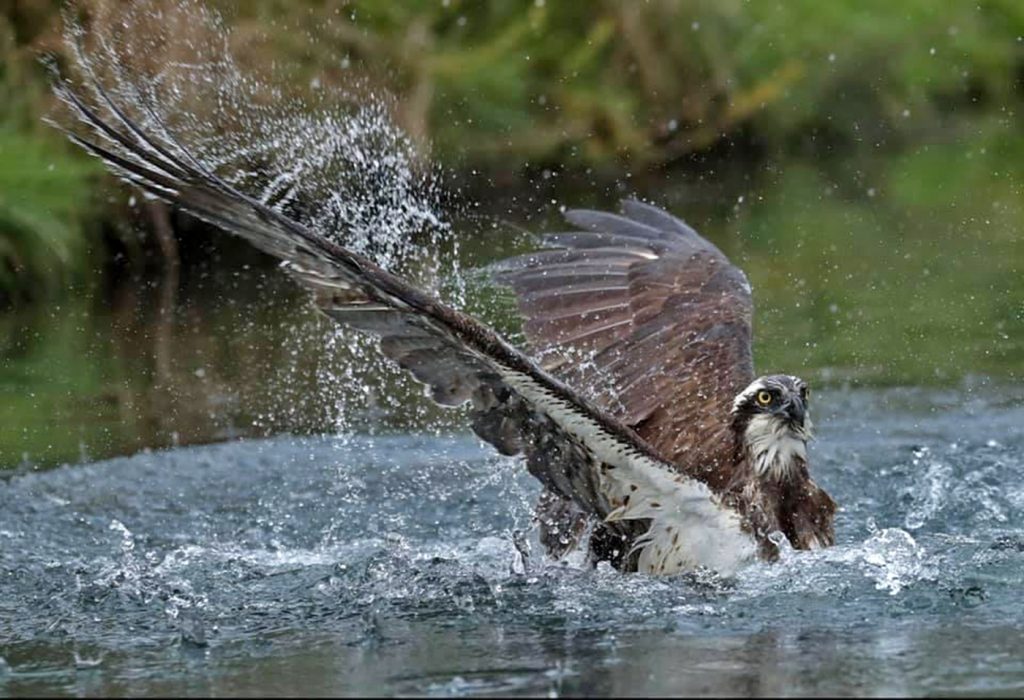 Osprey by Jim Pocknell captured this bird Diving to get food from water , got highly commended in a competition