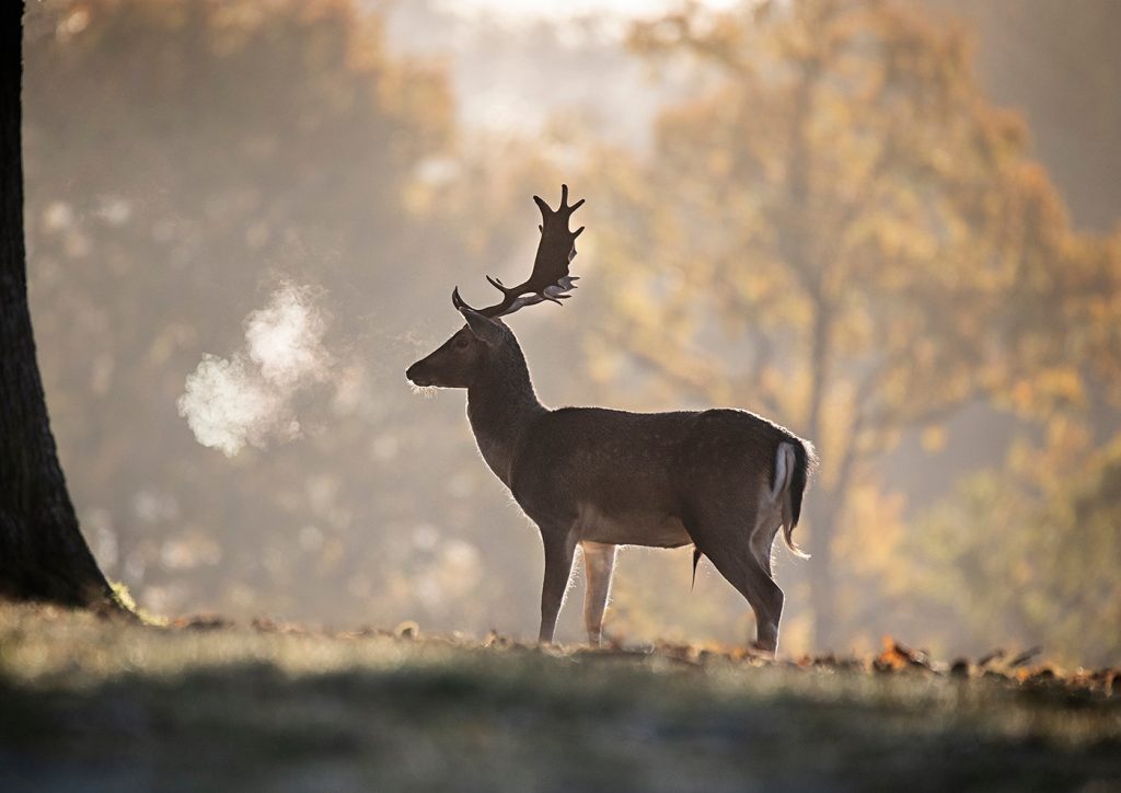 Early morning shot of a deer which won first place in a competition
