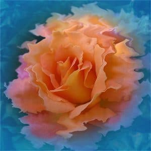 Image of a orange watery rose