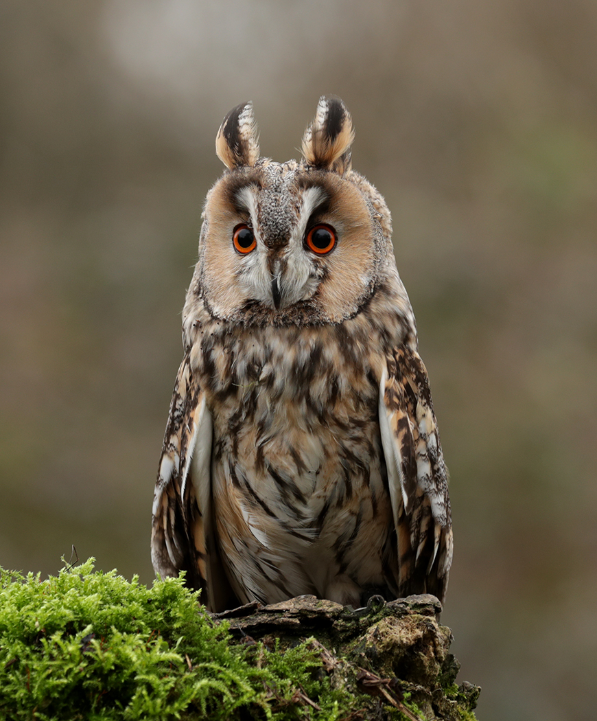 Long Eared Owl perching on a tree stump, this image got 3rd in a competition