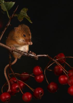 Harvest Mouse nibbling on a berry salt on a branch, this image got Commended in a competition