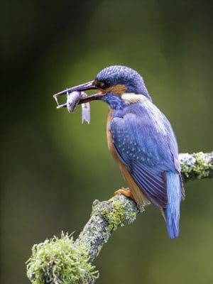 a kinfisher bird with a fish on it's beak, this image got a highly commended in competition