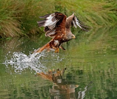 a bird ccoming out of the water with a fish, this image came first in competition