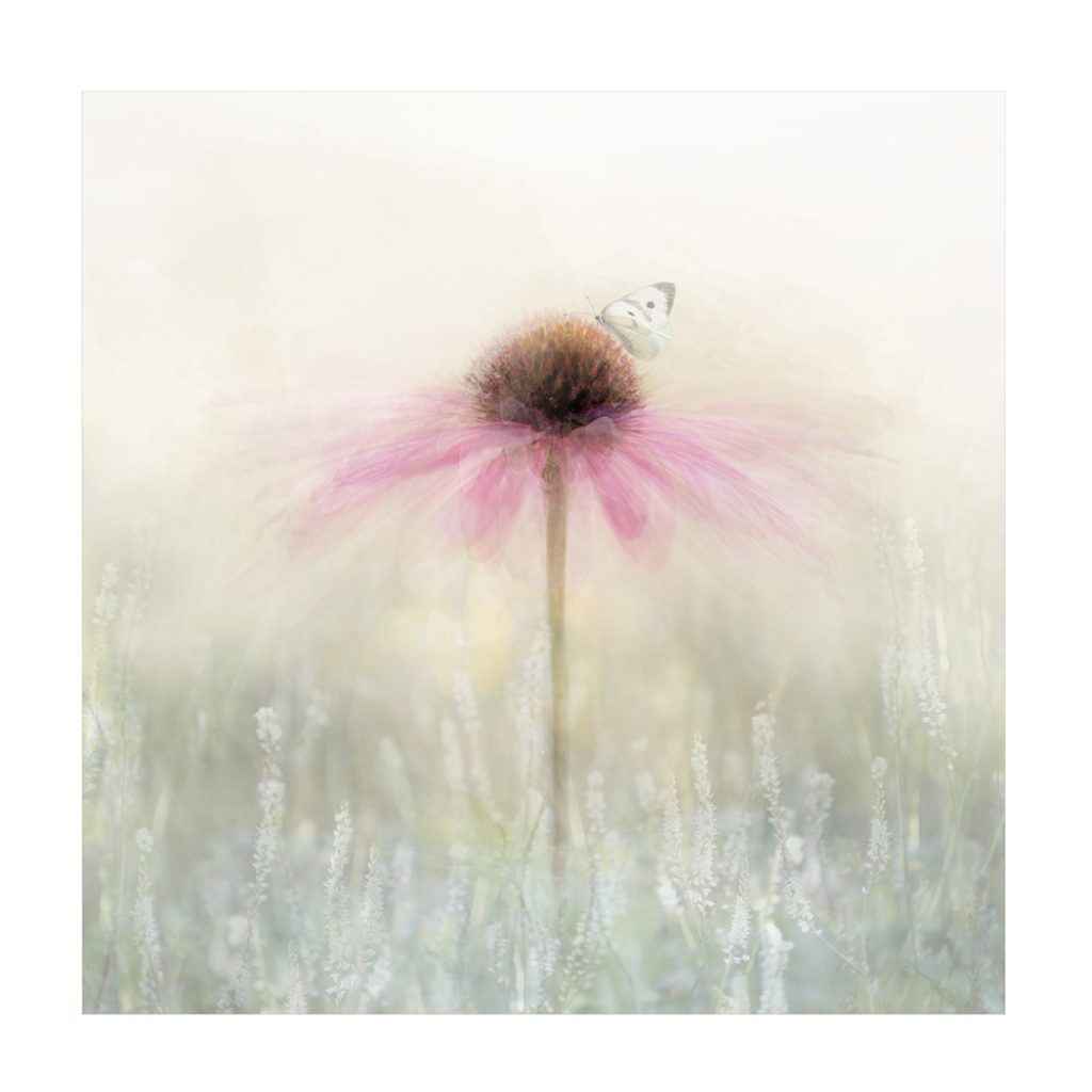 image of a pink flower in a meadow, this image got Highly commended in a competition
