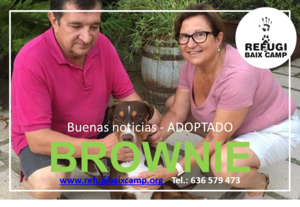 BROWNIE ADOPTADA