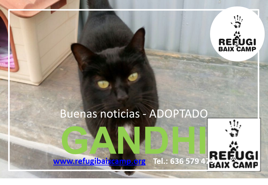 GANDHI ADOPTADO