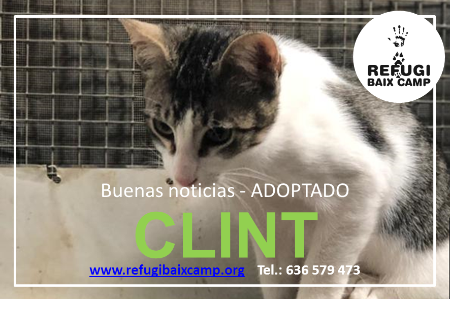 CLINT ADOPTADO