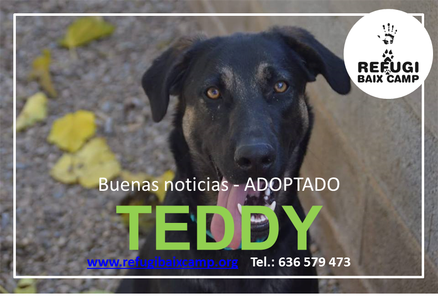 TEDDY ADOPTADO