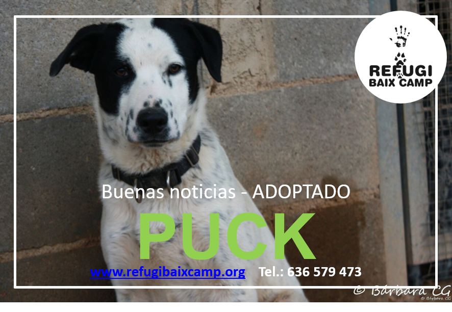 PUCK ADOPTADO