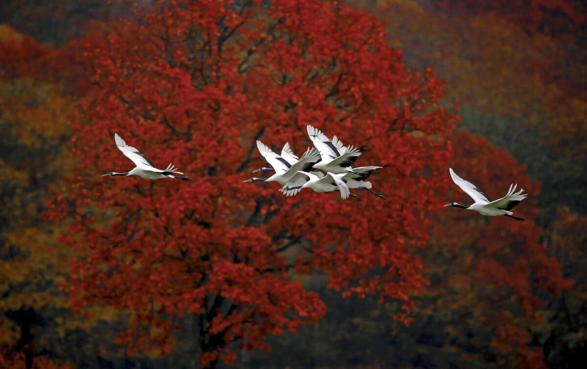 Red crowned Cranes in autumn at Hokkaido