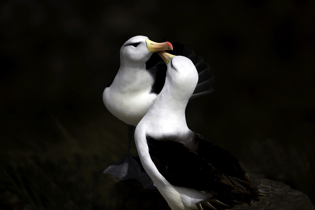 Albatross Greeting at Saunders island falklands
