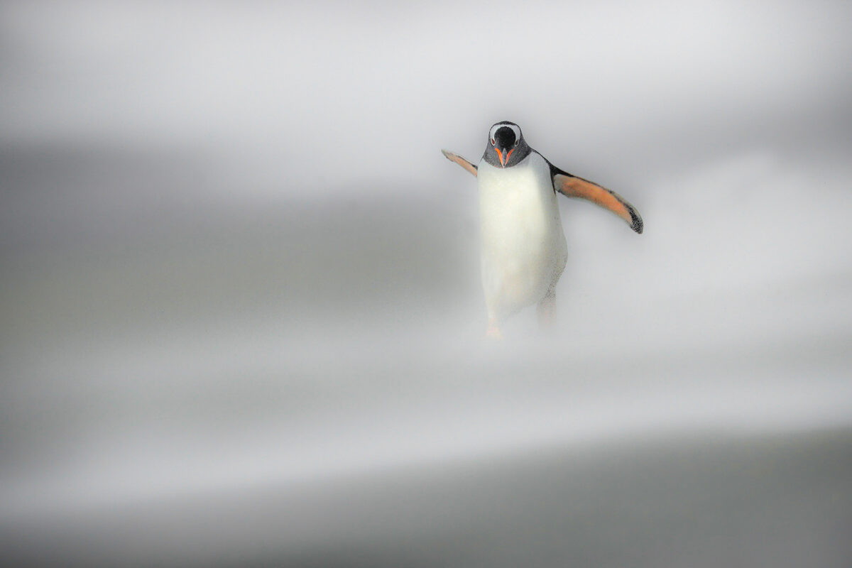 Gento penguin during a sandstorm