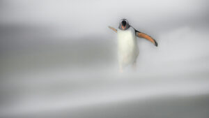 Gento penguin during a sandstorm