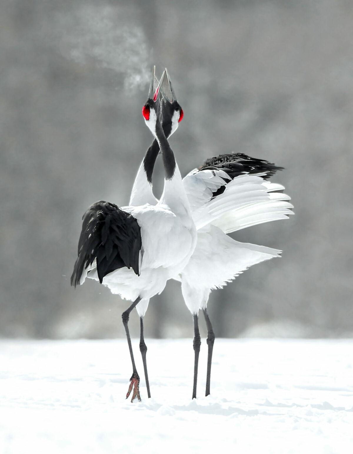 The crane, also called red crowned crane, is known as the ballerina of Japan