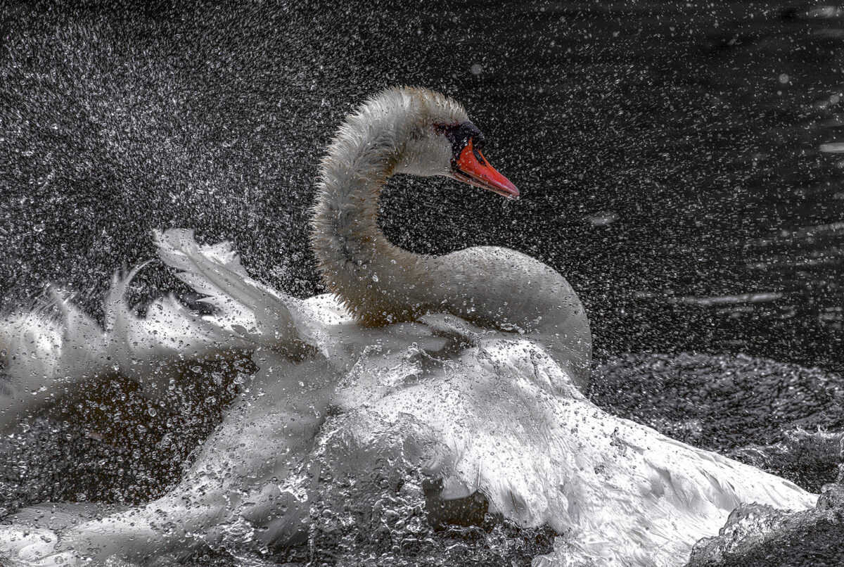 Close up of a ritual in progress: a swan cleaning itself at the canals of Bruges.