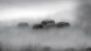 Elephants, living in the foothills of the Western Himalayas, migrate once a year