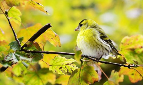 bird, yellow, nature