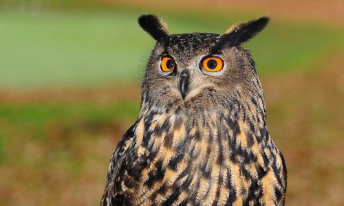 european eagle owl, owl, bird of prey