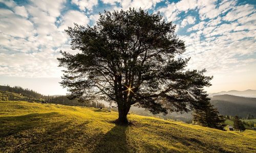 meadow, tree, sunrise