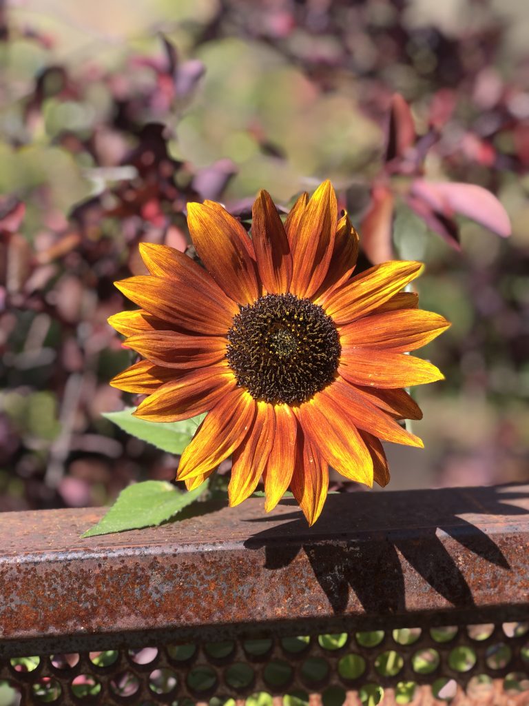 Sunflower in the Peace Garden in Carbondale.