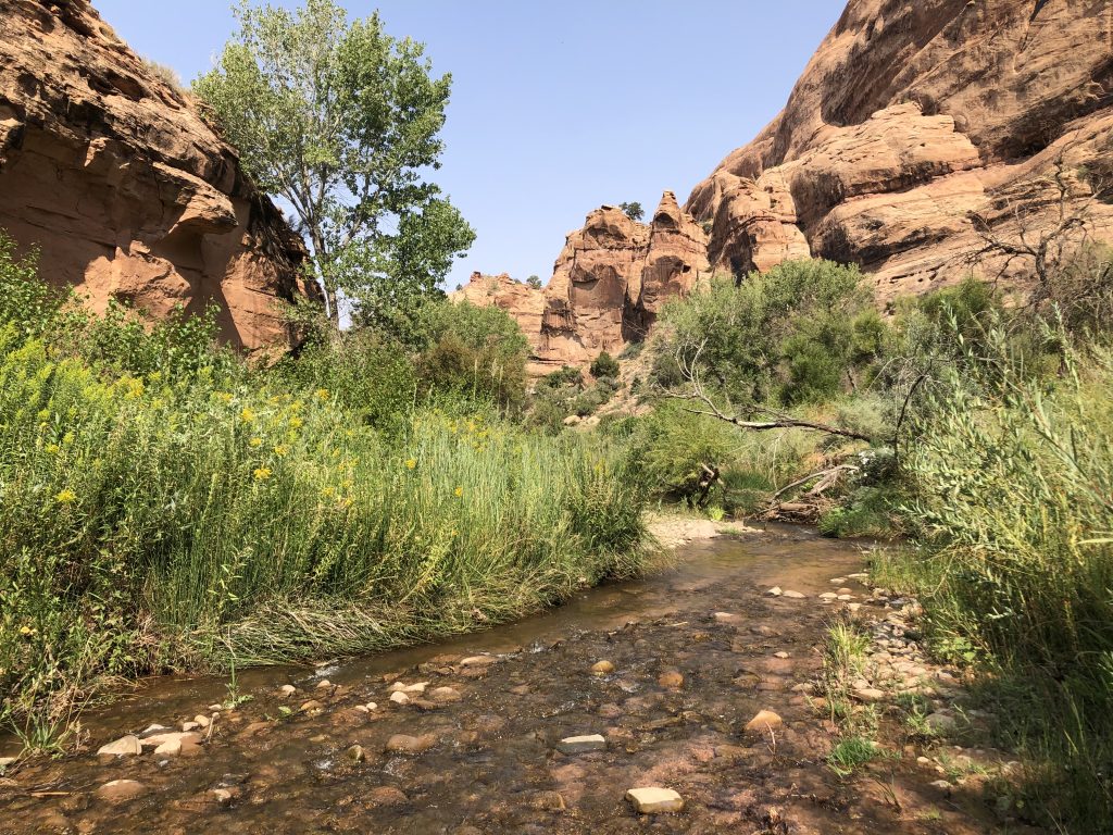 Mill Creek desert canyon oasis in Moab