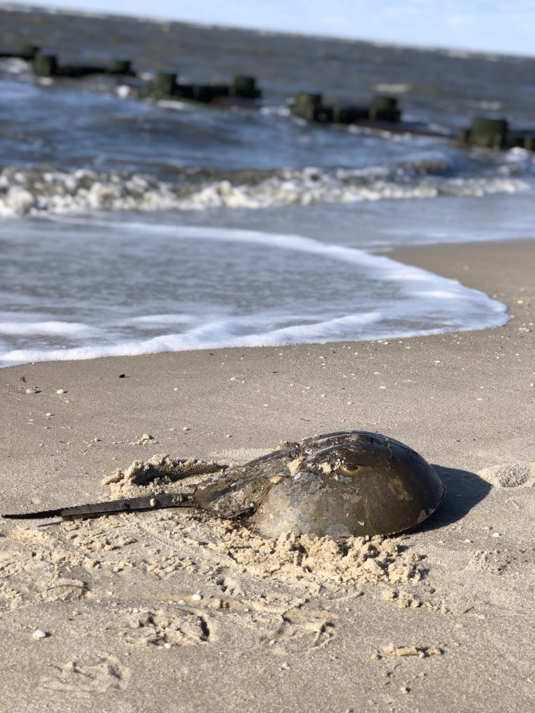 Horseshoe crab