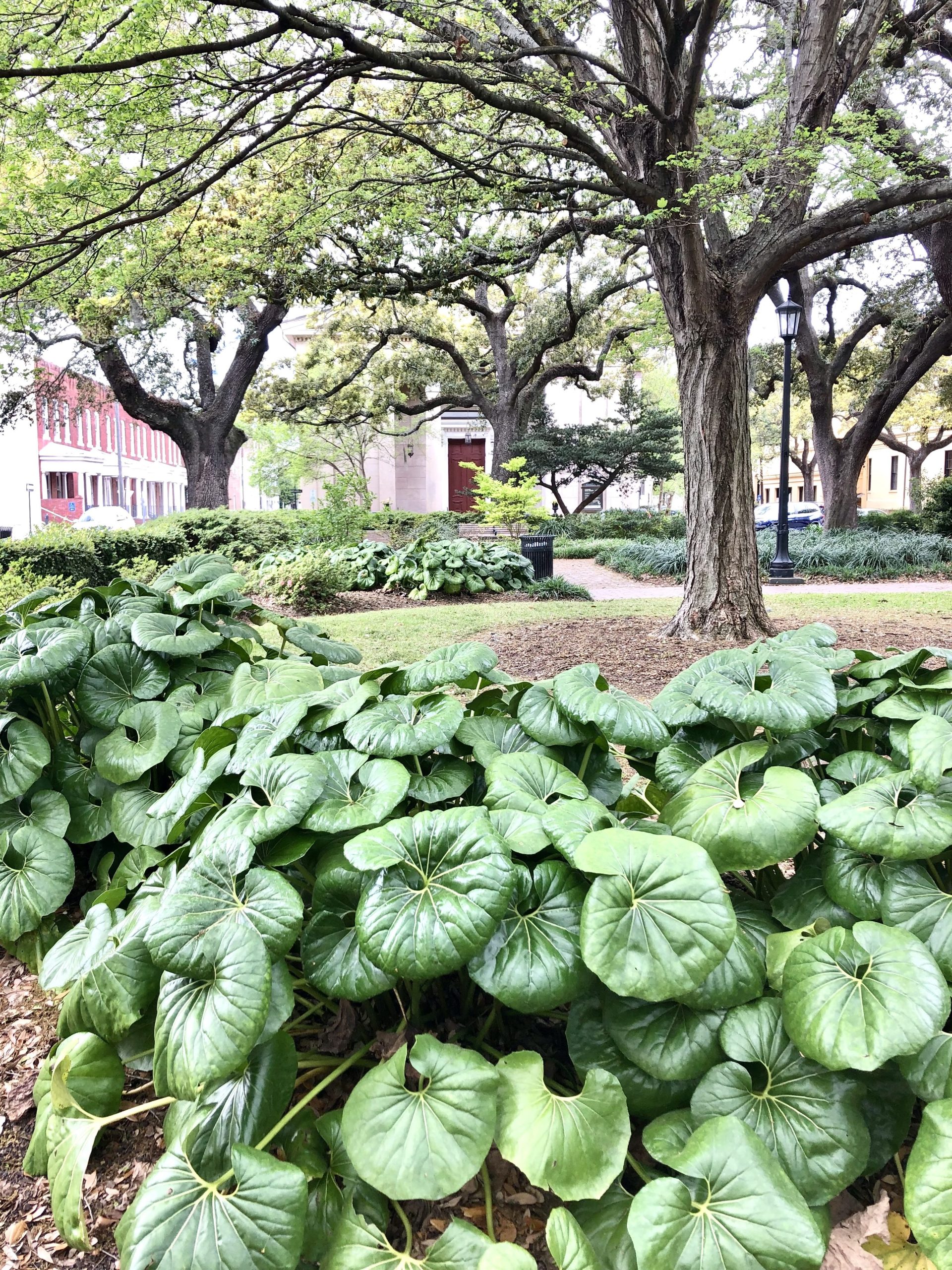 A look through one of the squares in Savannah is part of experiencing the perfect day in Savannah