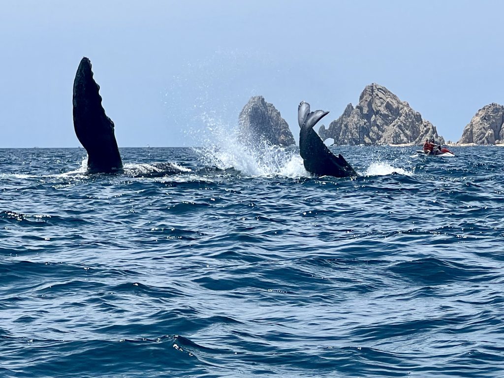 Make the Best of Your Los Cabos Vacation - Humpback mother whale and her calf