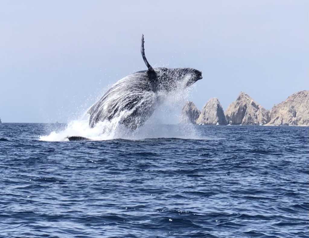 Make the Best of Your Los Cabos Vacation - Breaching Humpback whale
