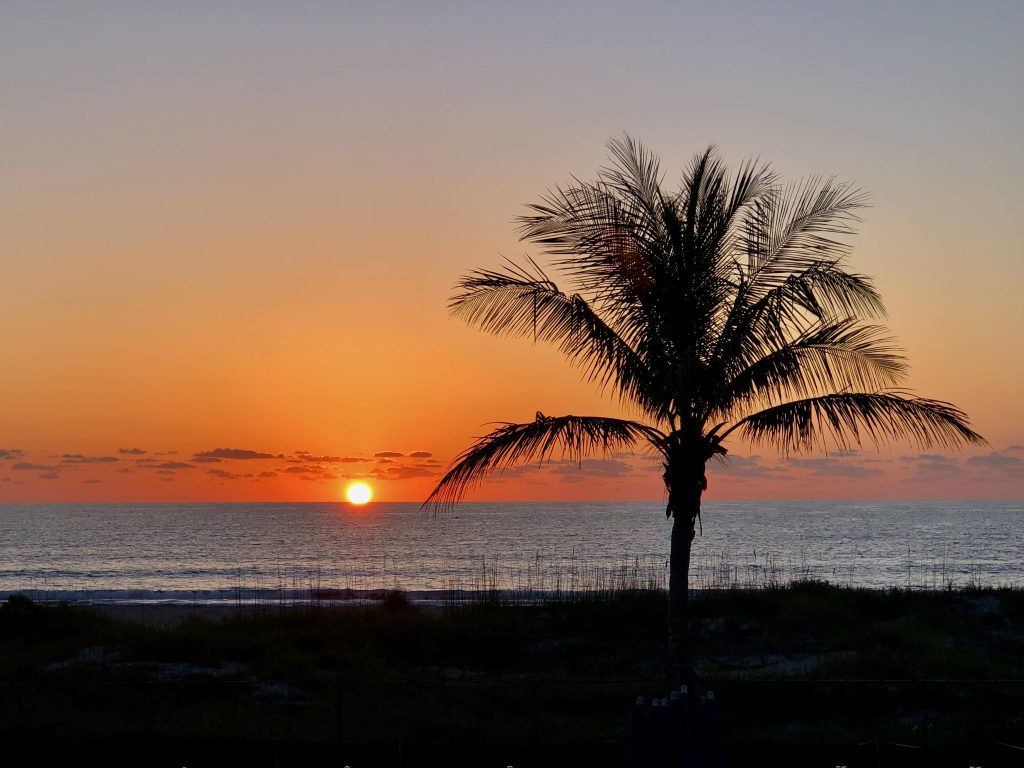 Changing nature, palm tree at sunset