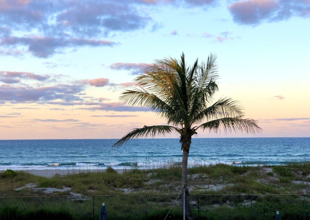 Changing nature, palm tree