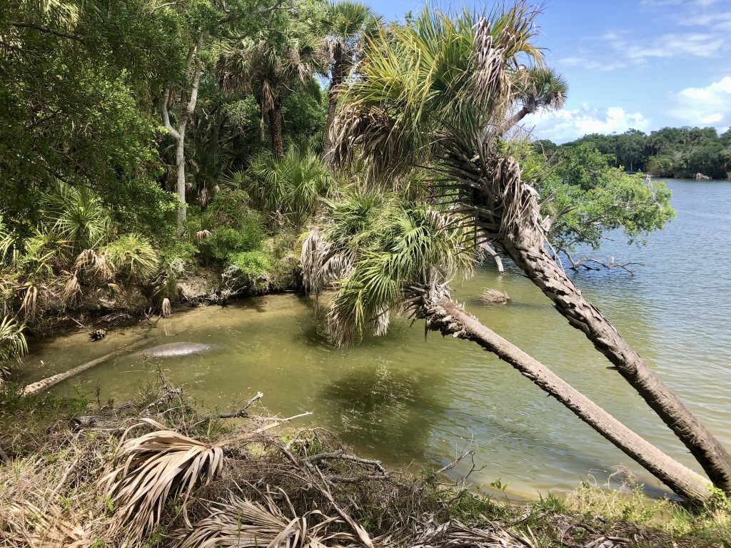 Manatee resting in shallow water