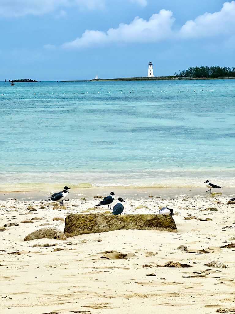 Birds on Junkanoo Beach