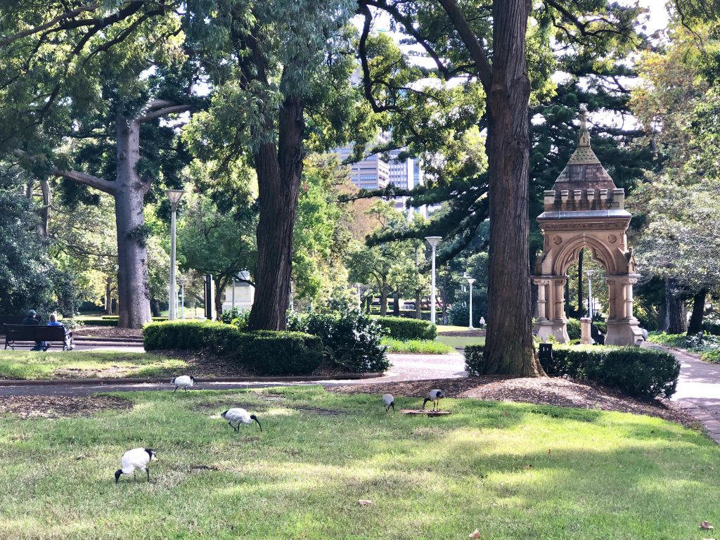 Historic monument and Australian white ibis in Hyde Park