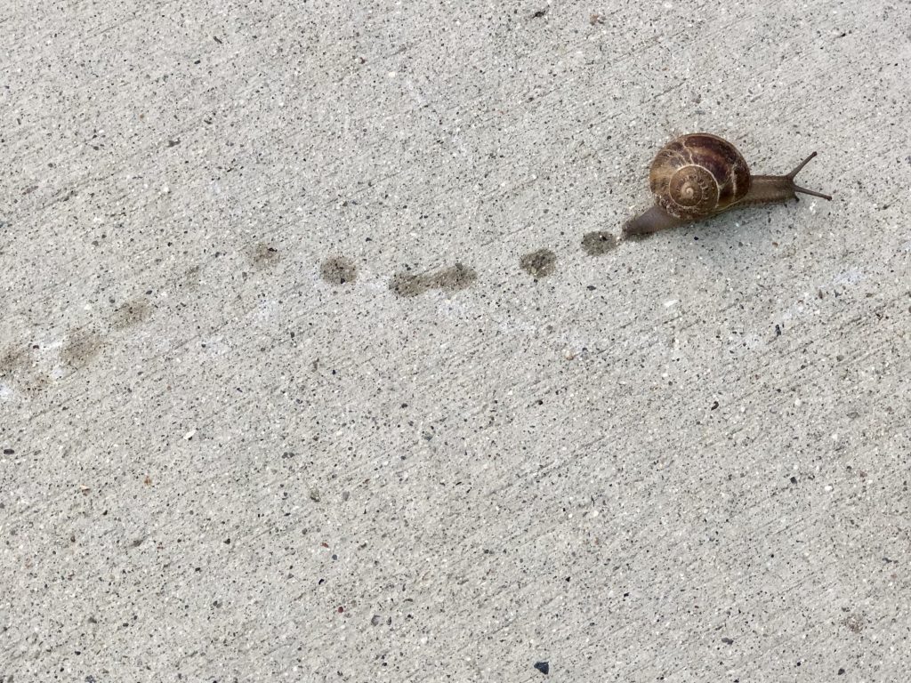 A snail crawling slowly to emphasize  brain fog, decision fatique, and cognitive decline