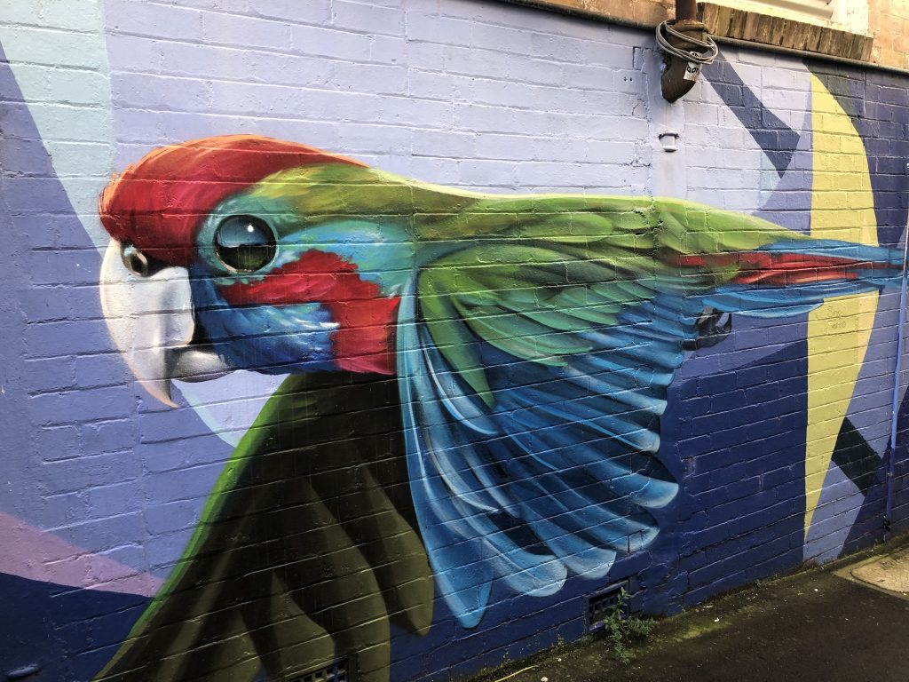 Mural from Katoomba in Australia of a colorful adult parrot