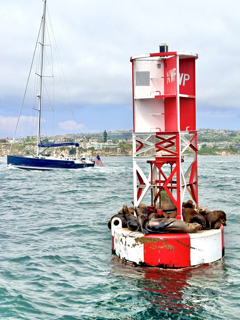 Sea lions spotted at a Whale Watching tour in Newport Beach is the Coastal Magic of Southern California