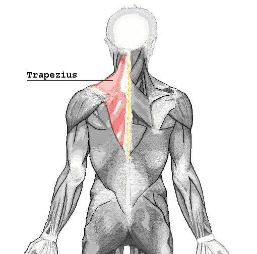 Der m. trapezius in einer Abbildung aus Wikipedia